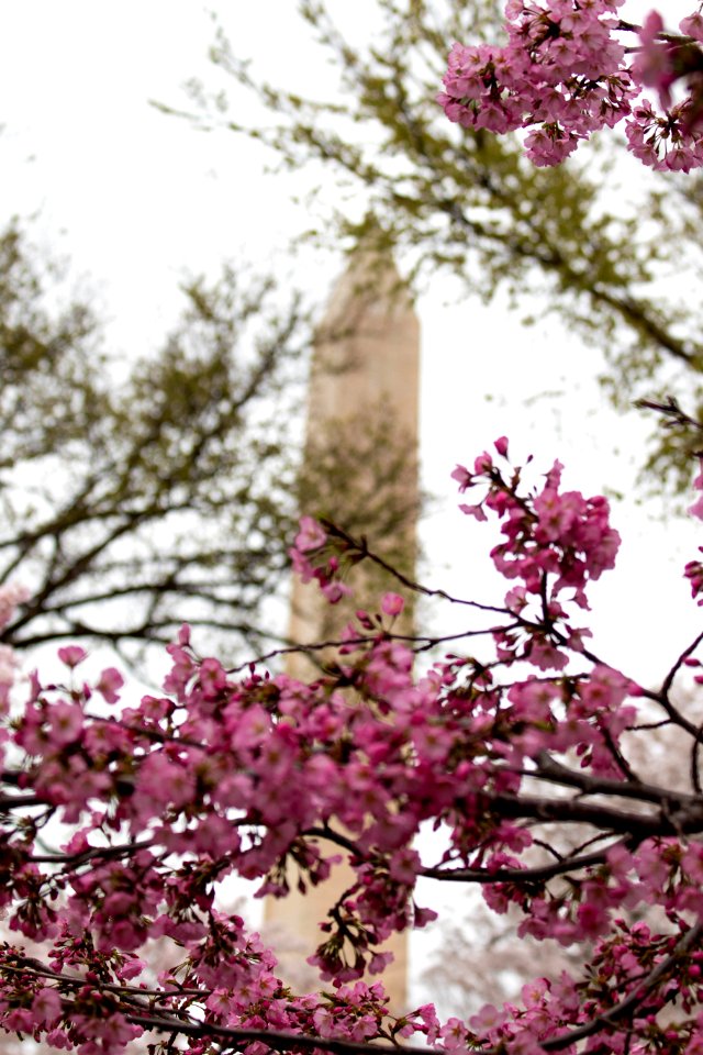 CherryBlossomDC2019-23.jpg
