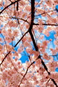 CherryBlossomDC2019-534.jpg