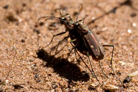 Cicindela ocellata