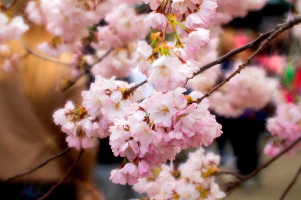 CherryBlossomDC2019-519.jpg