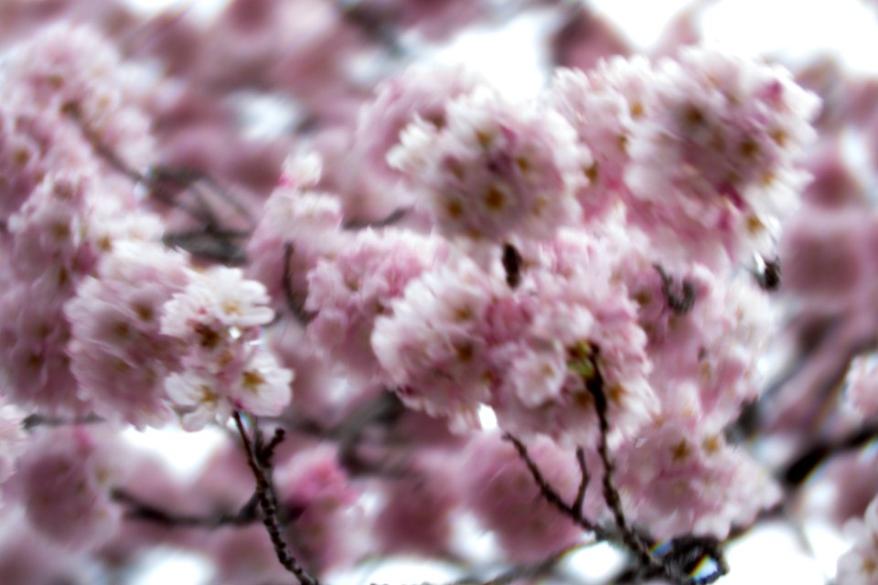 CherryBlossomDC2019-63.jpg