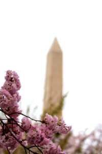 CherryBlossomDC2019-27.jpg