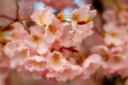 CherryBlossomDC2019-542.jpg