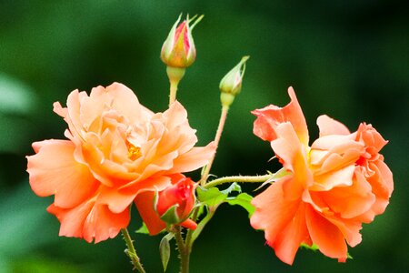 Salmon summer flower