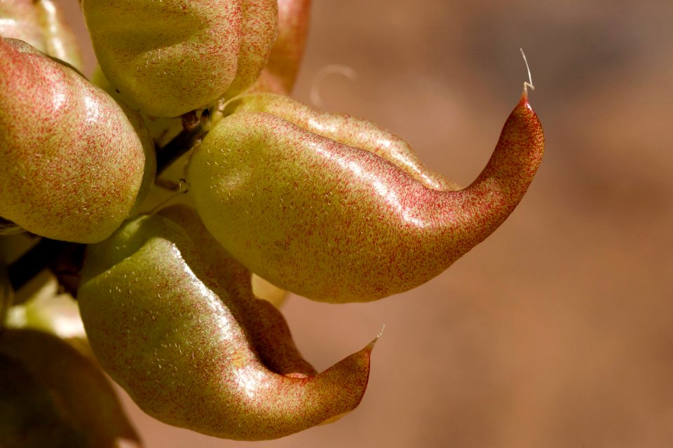 Astragalus lentiginosus