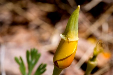 Eschscholzia californica