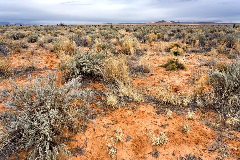 Northern Jornada Plain
