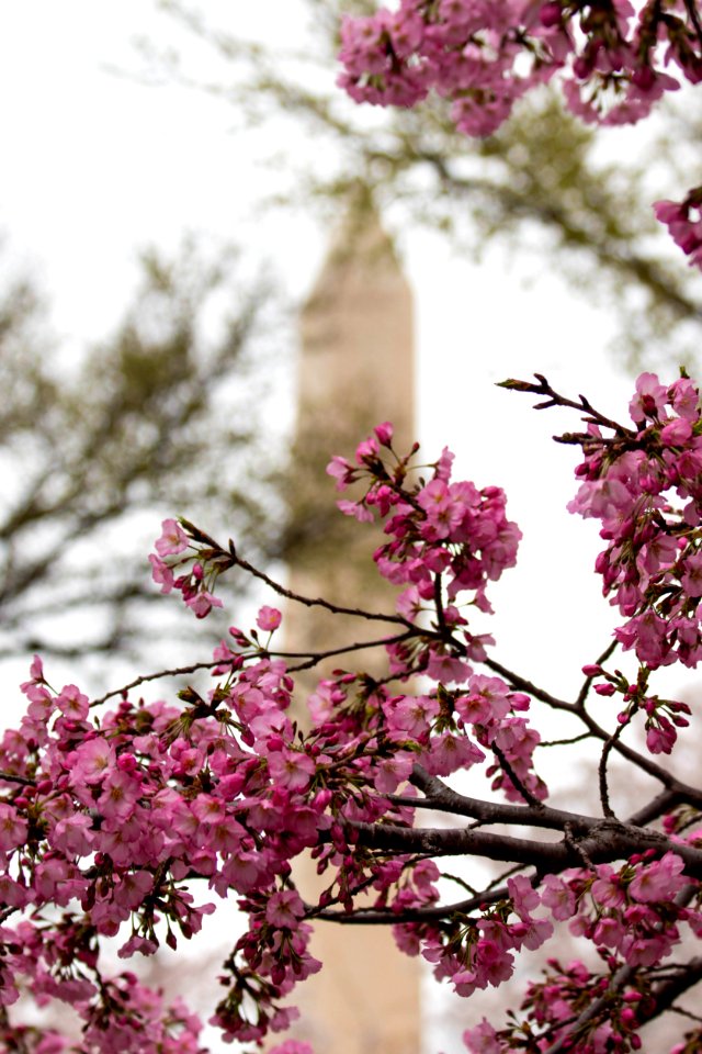 CherryBlossomDC2019-24.jpg