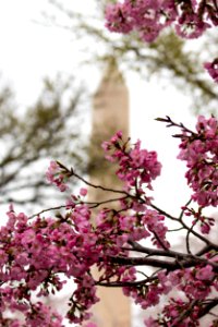 CherryBlossomDC2019-24.jpg