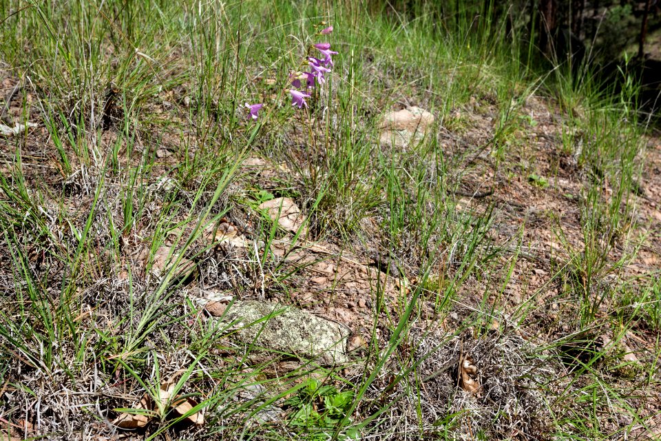 Penstemon virgatus subsp. virgatus