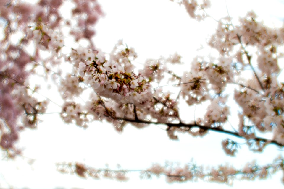 CherryBlossomDC2019-512.jpg