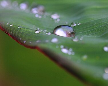 Rain drops nature after the rain