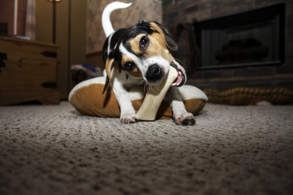 Puppy canine dog bone
