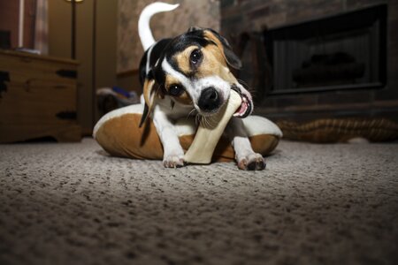 Puppy canine dog bone photo