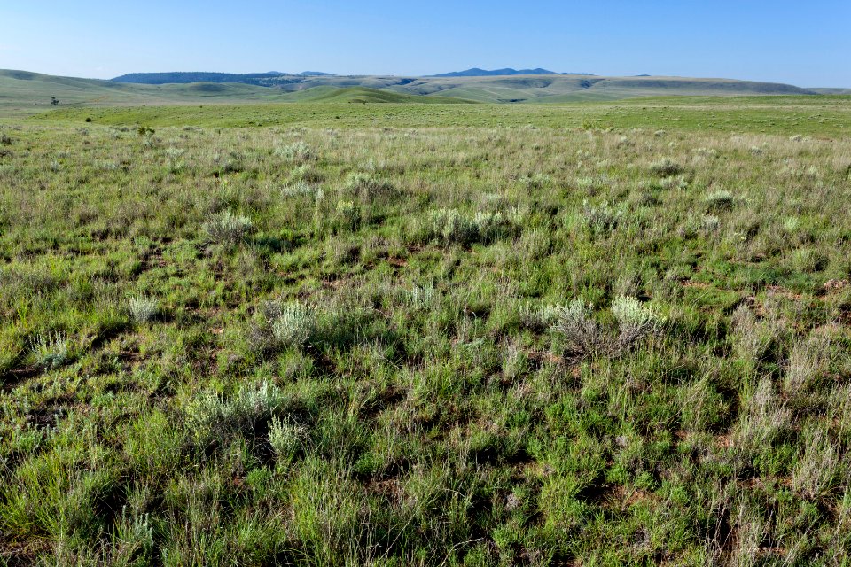 Near Coyote Canyon
