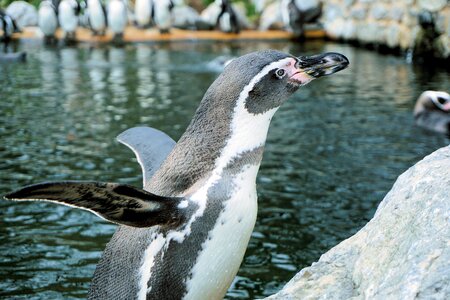 Humboldt penguin swim animal photo