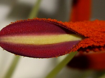 Blossom plant macro