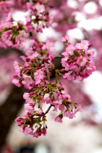 CherryBlossomDC2019-14.jpg