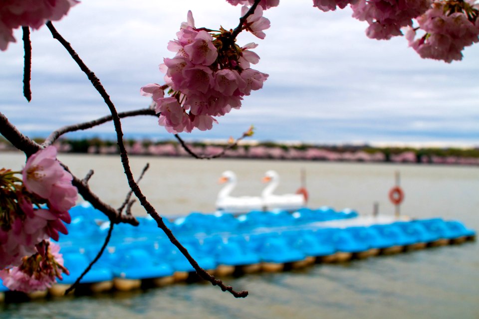 CherryBlossomDC2019-2.jpg