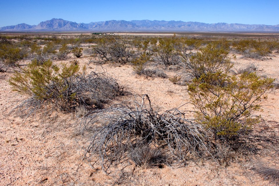 North side of NM Hwy. 80 on the west side of the Peloncillo Mountains