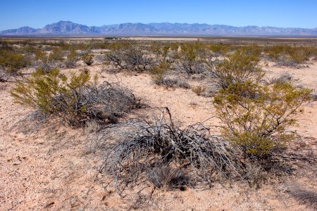 North side of NM Hwy. 80 on the west side of the Peloncillo Mountains