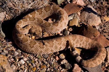 Crotalus atrox