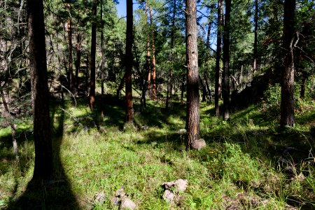 Quaking Aspen Canyon