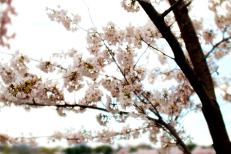 CherryBlossomDC2019-509.jpg