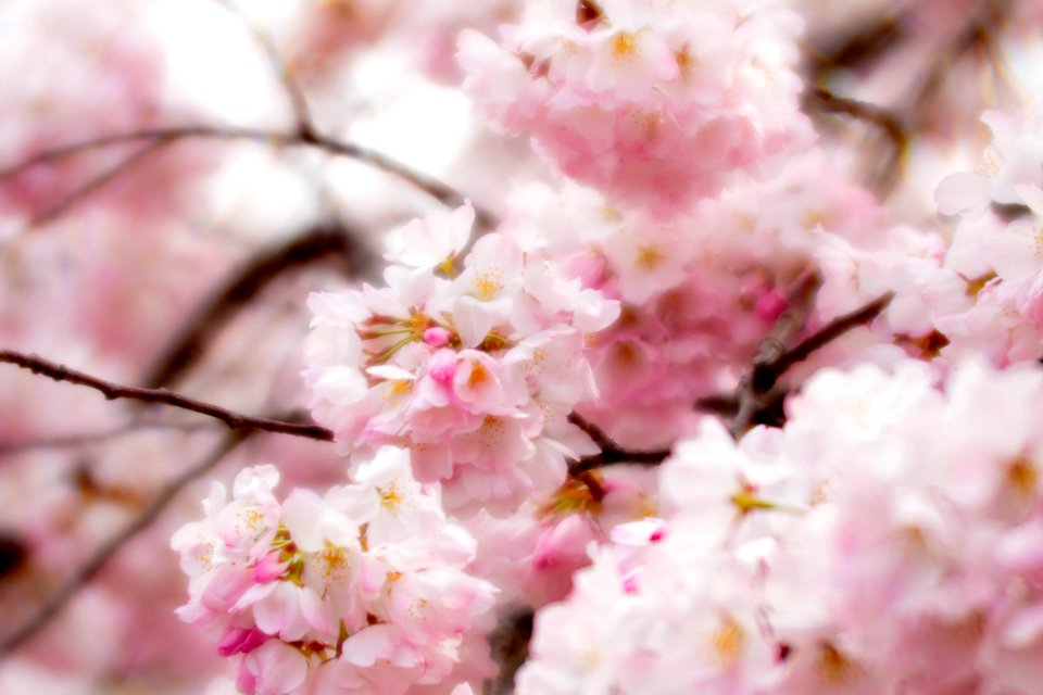 CherryBlossomDC2019-527.jpg