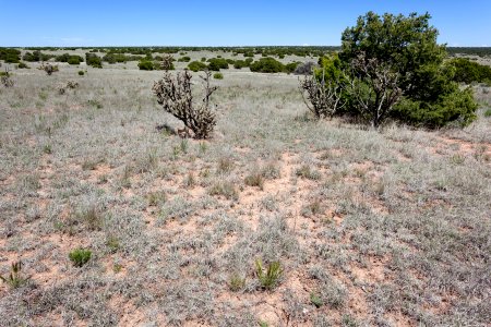 Near Canyon Blanco