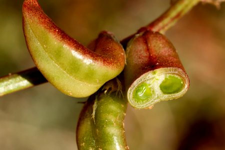 Astragalus zionis