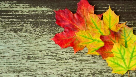 Colorful golden autumn leaves in the autumn