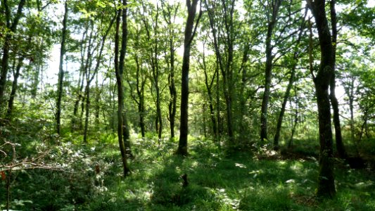 9190-1 Chênaie pédonculée à Molinie bleue 2017-07-18 FBE (1)