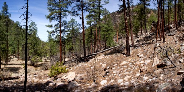 Taylor Creek
