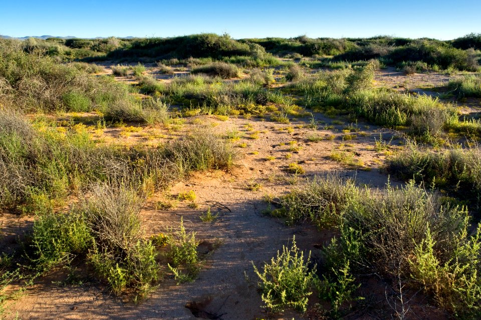 East of Akela
