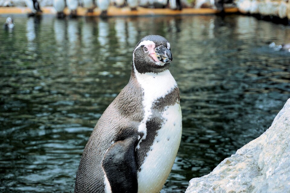 Humboldt penguin swim animal