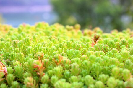 Grass garden flora