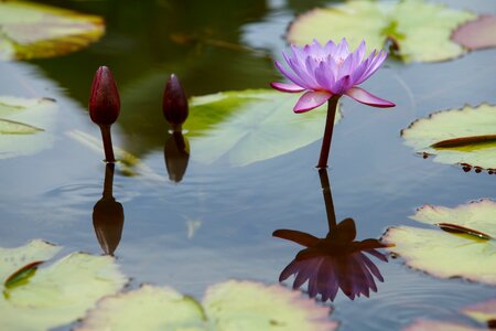 Pond floral botany
