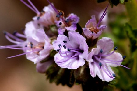 Phacelia integrifolia var. integrifolia photo