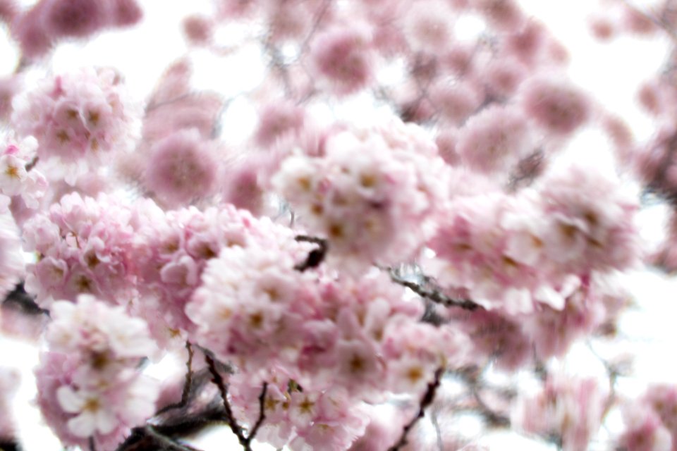 CherryBlossomDC2019-58.jpg