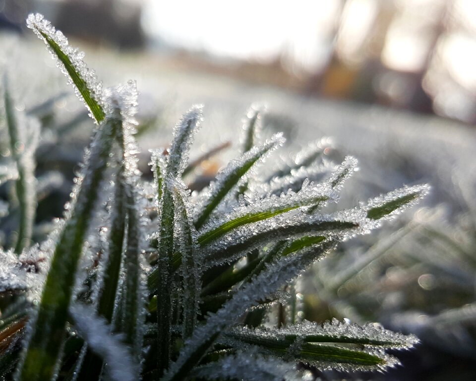 Cold morning ice