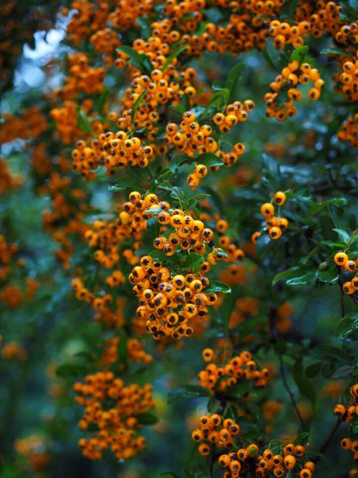 Orange bush pyracantha