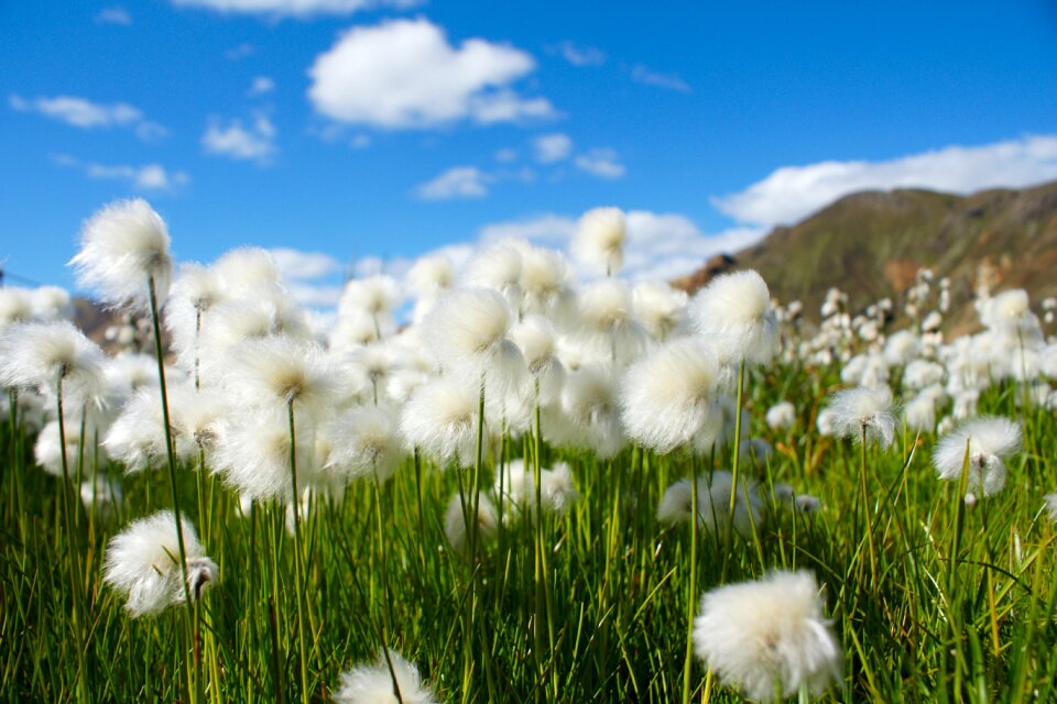 Flowers iceland white