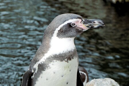 Humboldt penguin swim animal photo