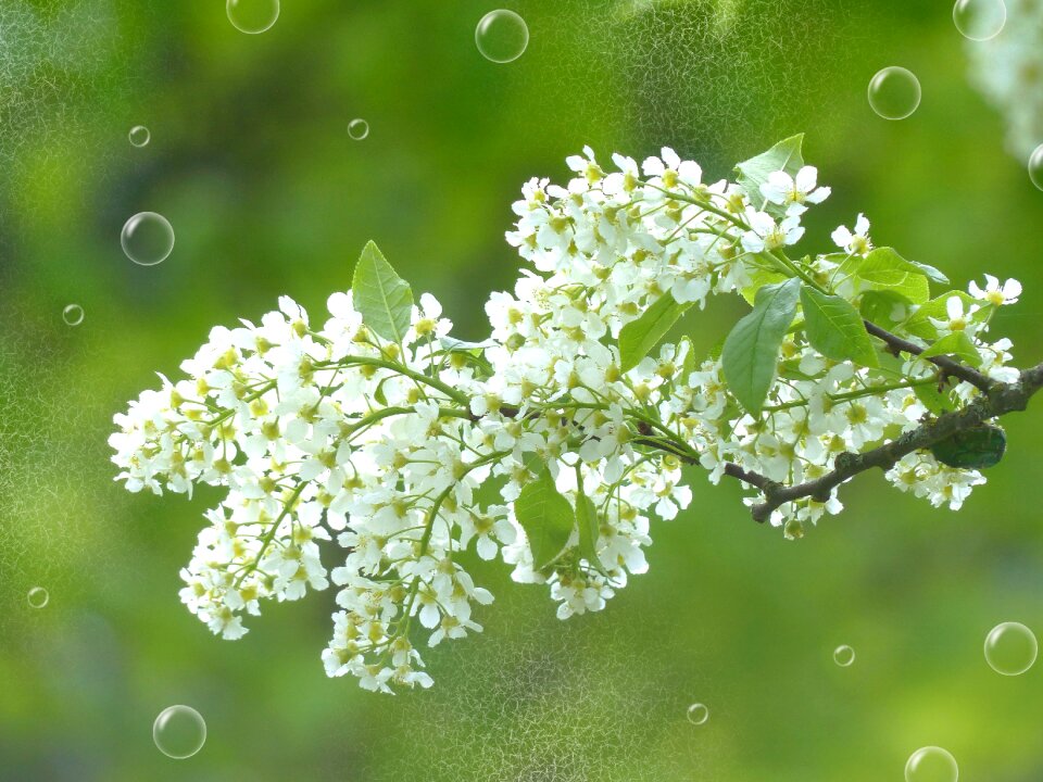 Branch white tree