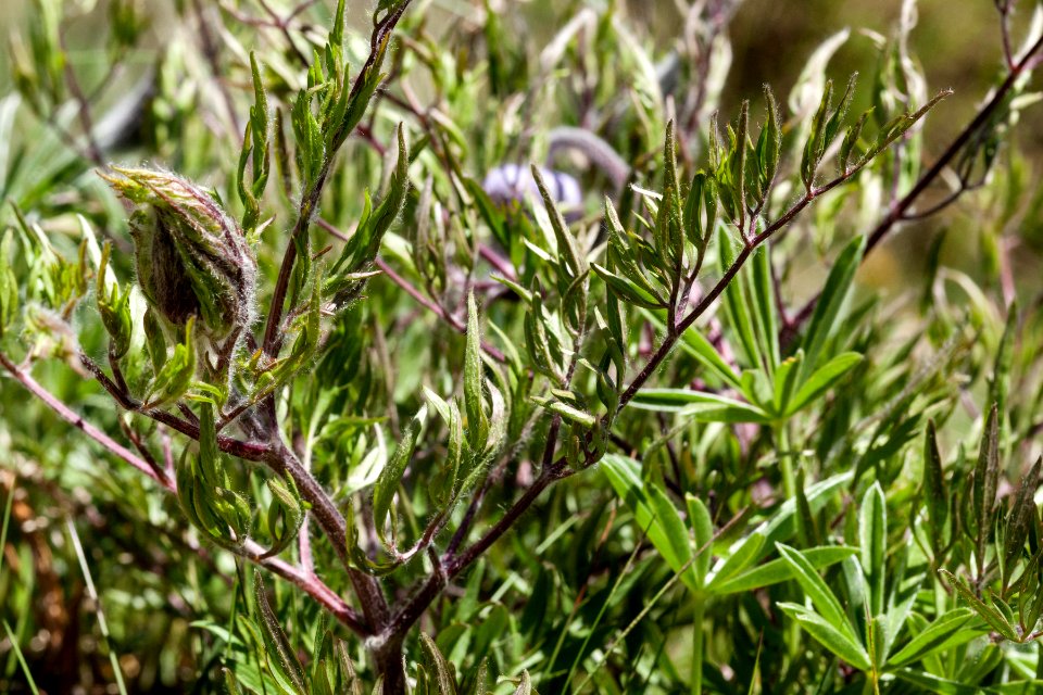 Clematis hirsutissima