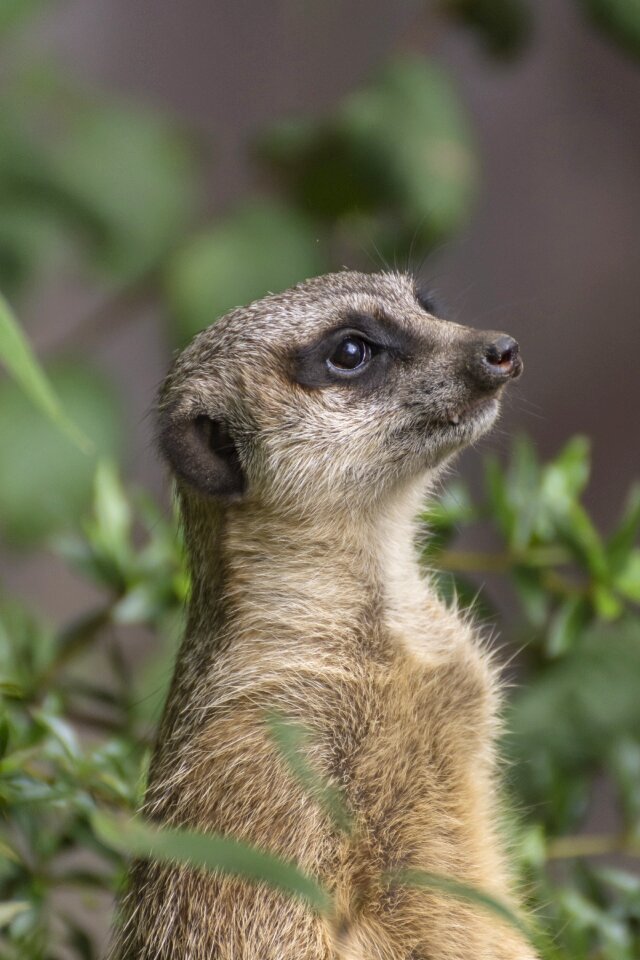 Zoo portrait cute