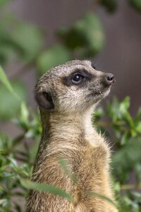 Zoo portrait cute