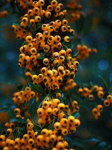 Orange bush pyracantha photo