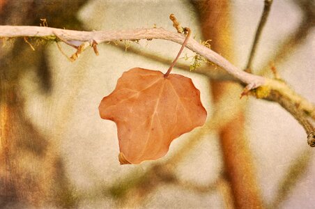Branch kahl retro look